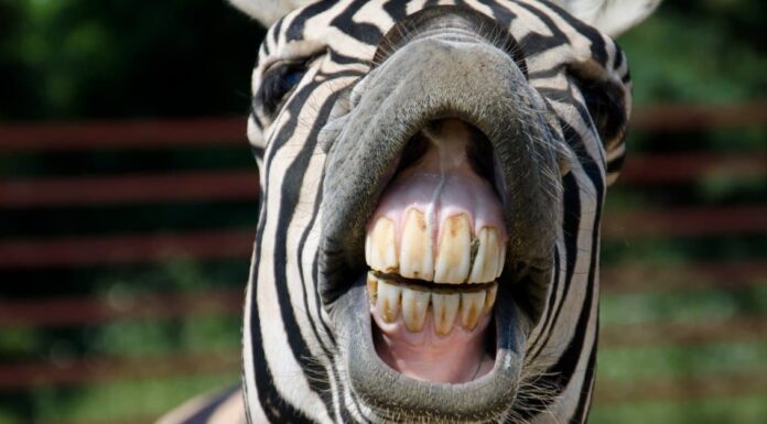 Denti di zebra: tutto quello che c'è da sapere
