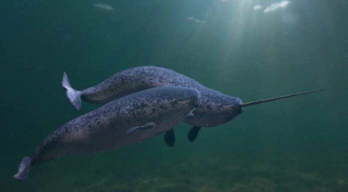 Narwhal couple, two Monodon monoceros swimming together in the ocean