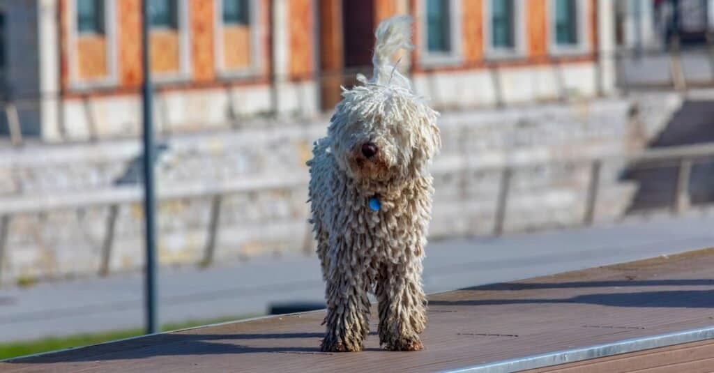 Tipi di cani da acqua - Cane da acqua cantabrico