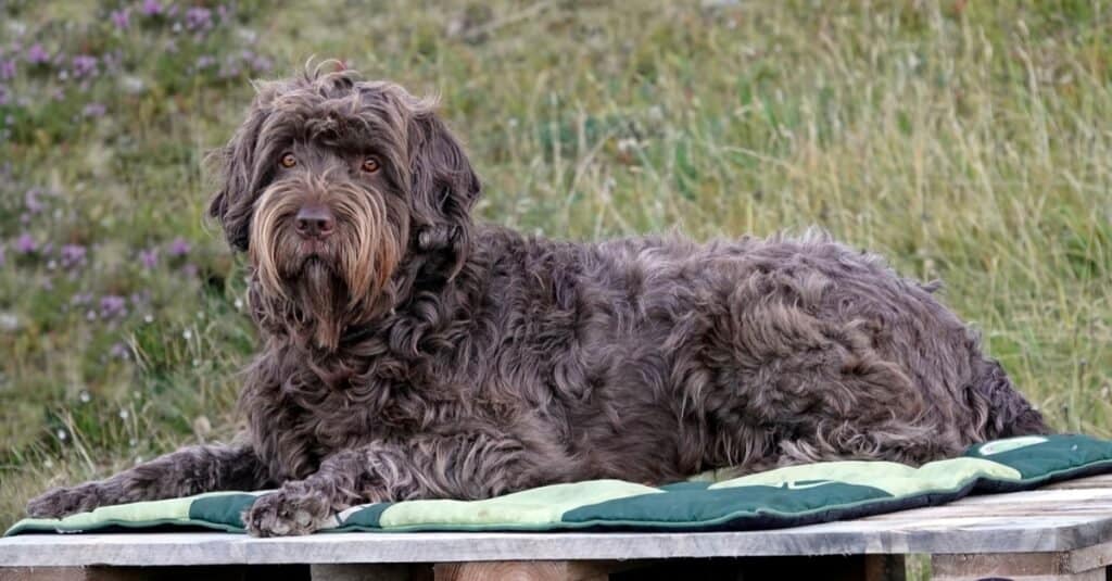 Tipi di cani da acqua - Pudelpointer