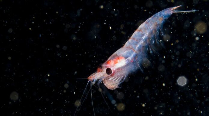  Cosa mangiano i krill?  Cibo per piccoli crostacei
