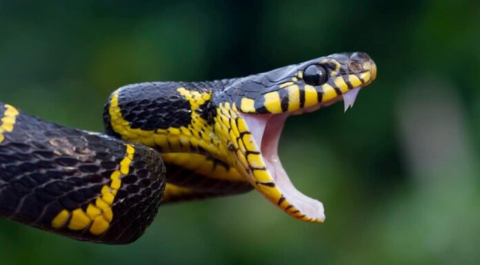 Denti di serpente: tutto ciò che devi sapere
