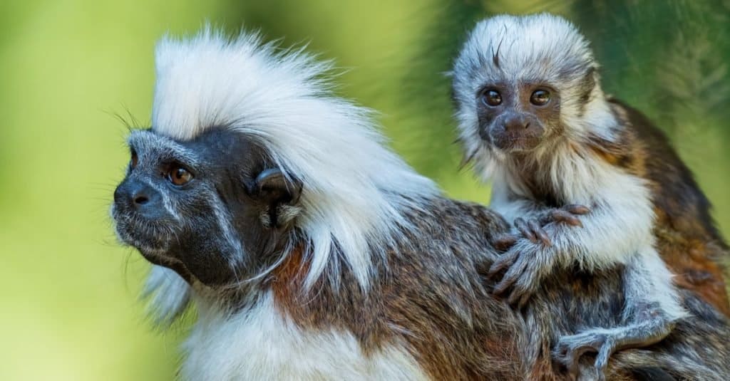 Scimmie più piccole: Tamarin Cotton-top