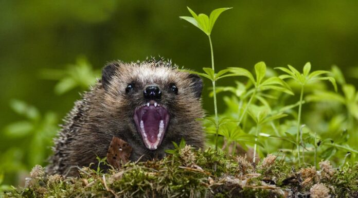 Hedgehog Teeth - View inside mouth