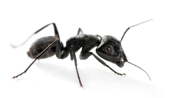  Cosa mangiano le formiche carpentiere?  No, non legno
