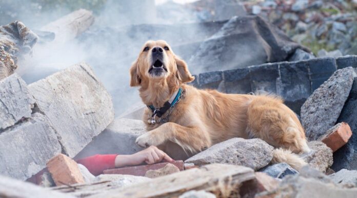 Le 10 migliori razze di cani da ricerca e salvataggio
