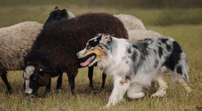 10 tipi di cani guaritori
