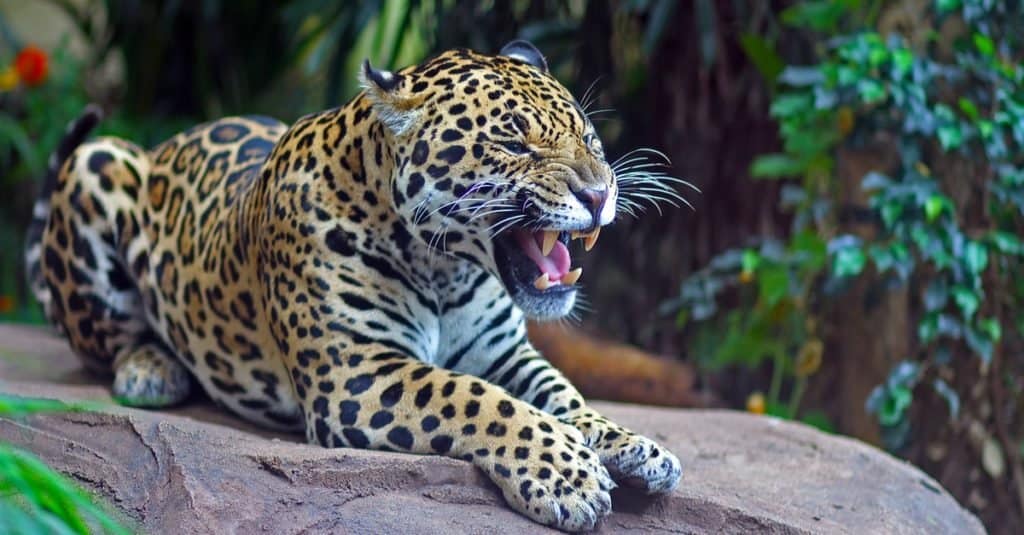 Incredibile animale della foresta pluviale: giaguaro