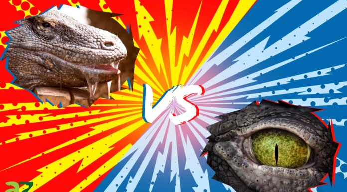 Komodo Dragon vs Crocodile: chi vincerebbe in un combattimento?
