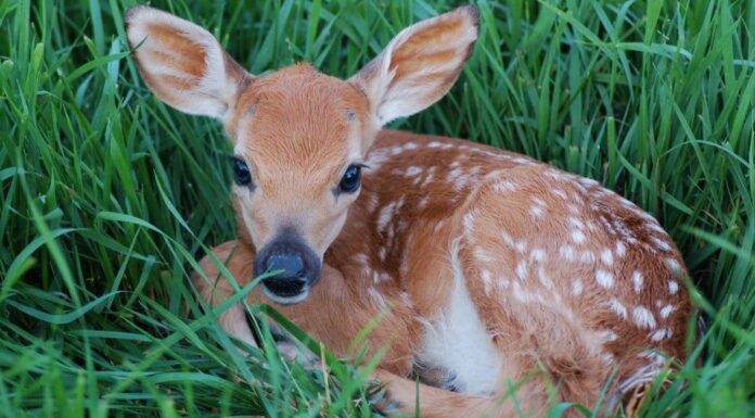 52 nomi di cuccioli di animali: la grande lista
