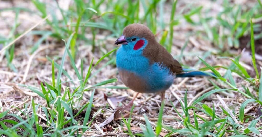 Tipi di uccelli da compagnia - Cordon Bleu dalle guance rosse