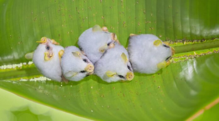 Pipistrello più carino: quale specie di pipistrello è la più carina del mondo?
