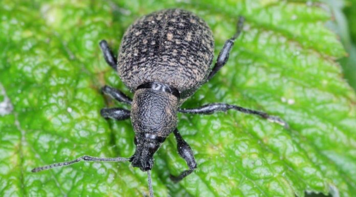 Qual è il grande scarabeo nero in My House and Yard?
