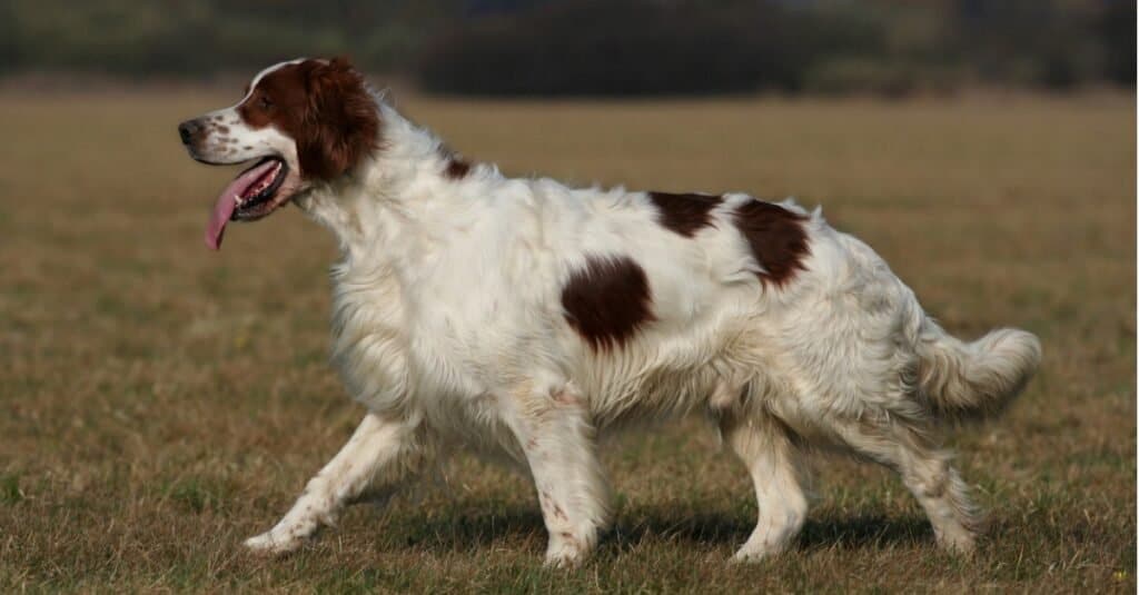 Tipi di cani setter: setter irlandese rosso e bianco