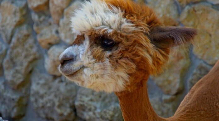 baby alpaca closeup