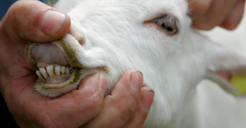 Le capre hanno i denti anteriori superiori