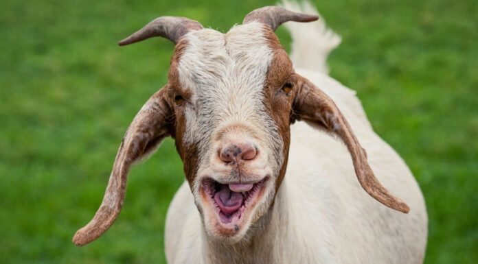 Do Goats Have Upper Teeth - Goat Skull