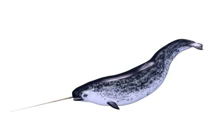 Animals That Have Tusks-Narwhal
