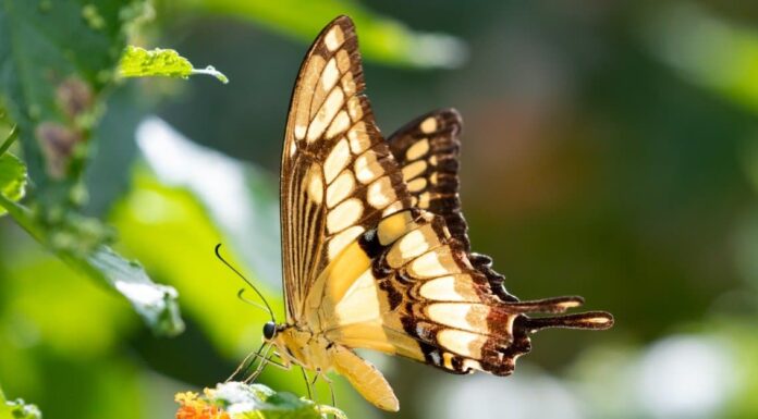 10 tipi di farfalla
