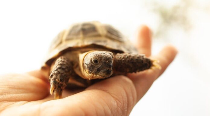 La durata della vita di una tartaruga: quanto tempo vivono le tartarughe?
