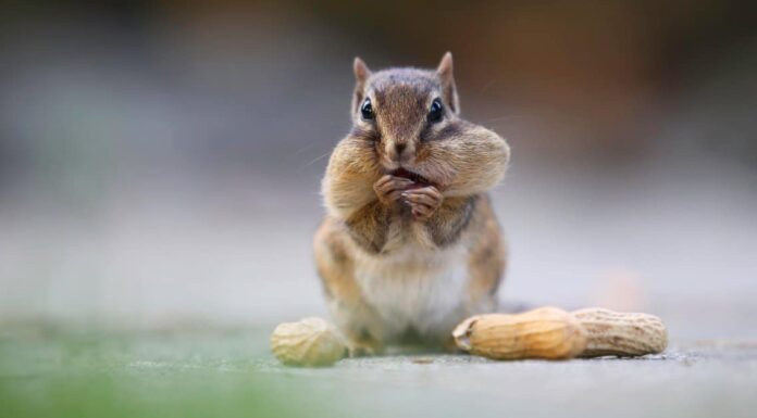 Cosa mangiano gli scoiattoli?
