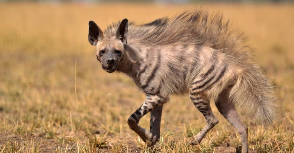 Indian Striped Hyena in un campo