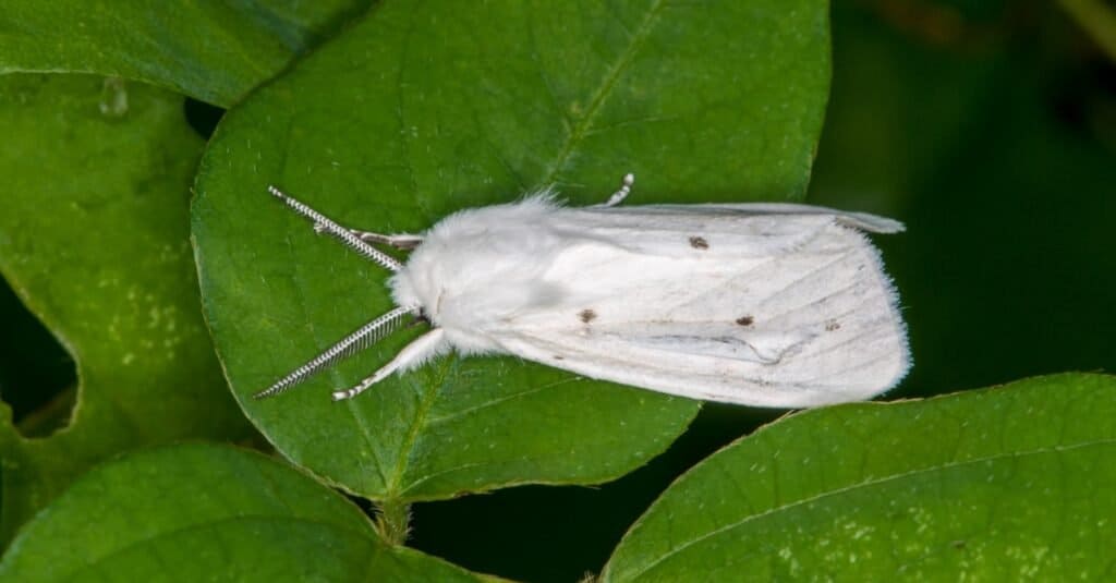 Falene - Virginia Tiger Moth