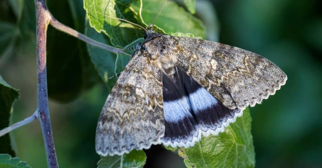 Falene - Underwing blu