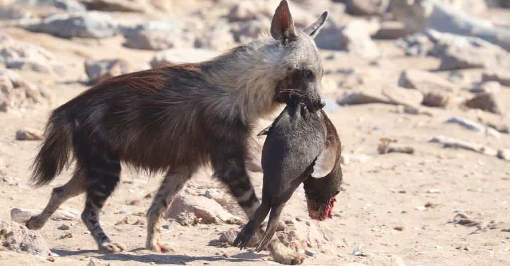 Iena bruna (hyaena brunnea) che trasporta un cucciolo di foca morto dopo averlo ucciso, in una colonia di foche della Namibia sulla Skeleton Coast in Namibia.