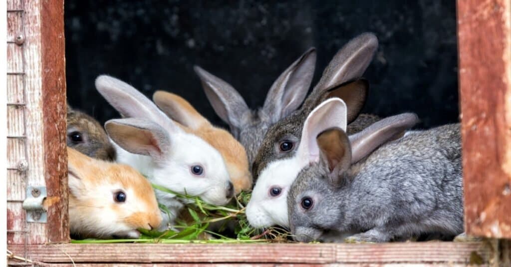 Quanto vivono i conigli?