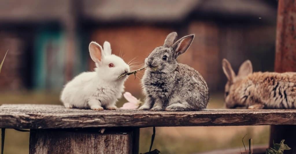 Animali che scavano sottoterra: il coniglio