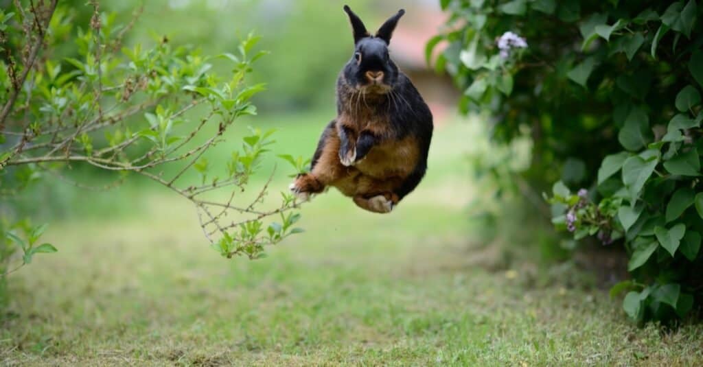 Conigli Binky Coniglio tedesco che salta
