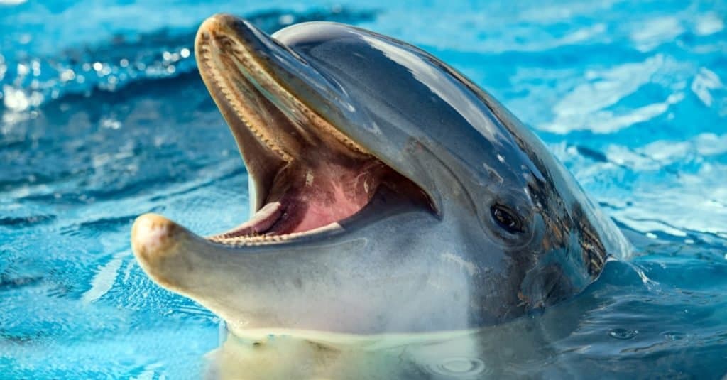 Animali più felici: delfino