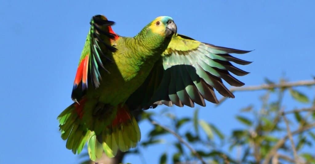 Un pappagallo amazzone dalla fronte turchese (Amazona aestiva), chiamato anche pappagallo dalla fronte turchese, amazzone dalla fronte blu e pappagallo dalla fronte blu, in natura in un parco della città di Buenos Aires.
