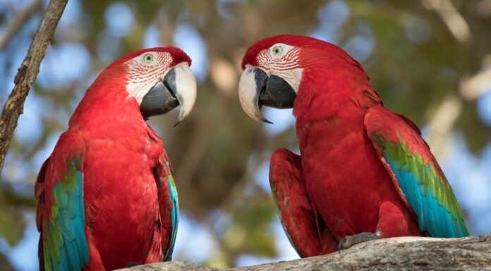 Durata della vita dei pappagalli: quanto tempo vivono i pappagalli?
