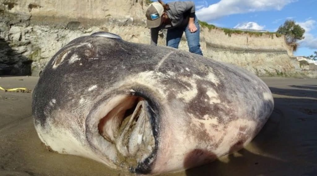 Il pesce più grande del mondo: Hoodwinker Sunfish