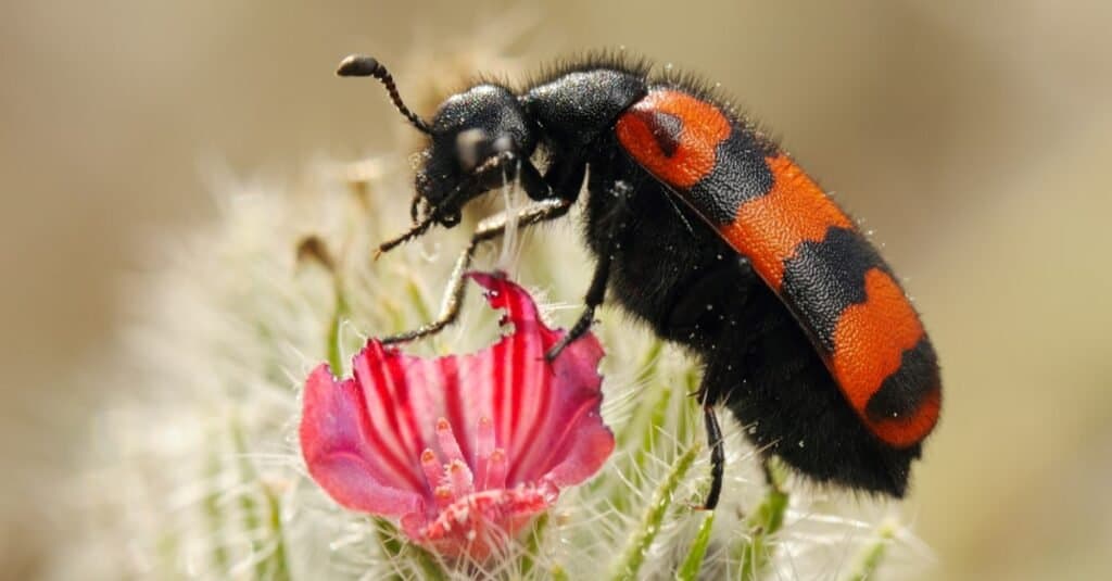 Coleotteri più colorati - Blister Beetle