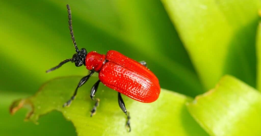 I coleotteri più colorati - Scarlet Lily Beetle