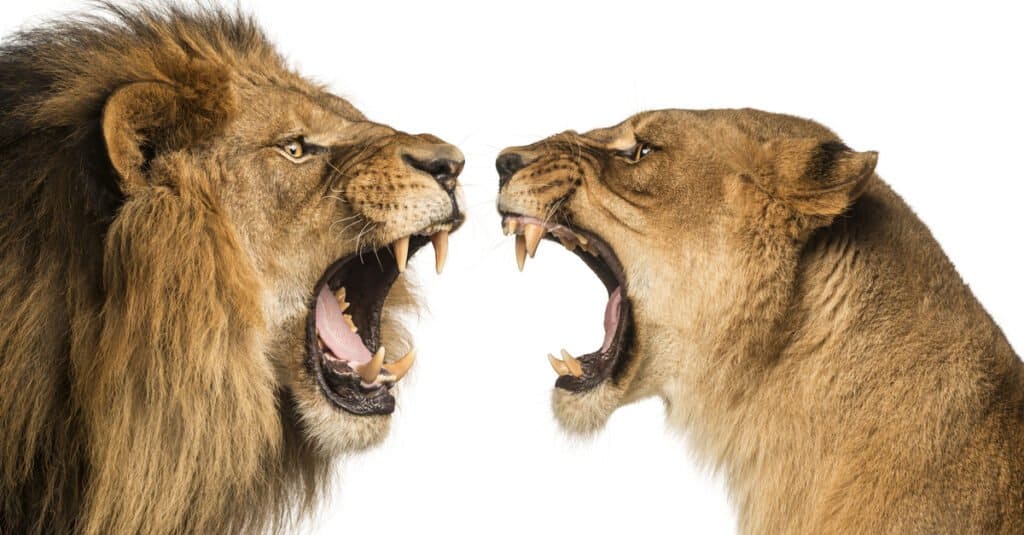 Lion Bite Force - Leoni che si affrontano e mostrano i denti