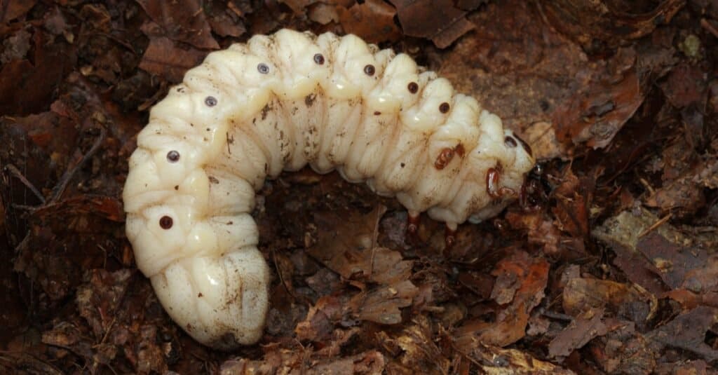 Il ciclo di vita di un coleottero - larva
