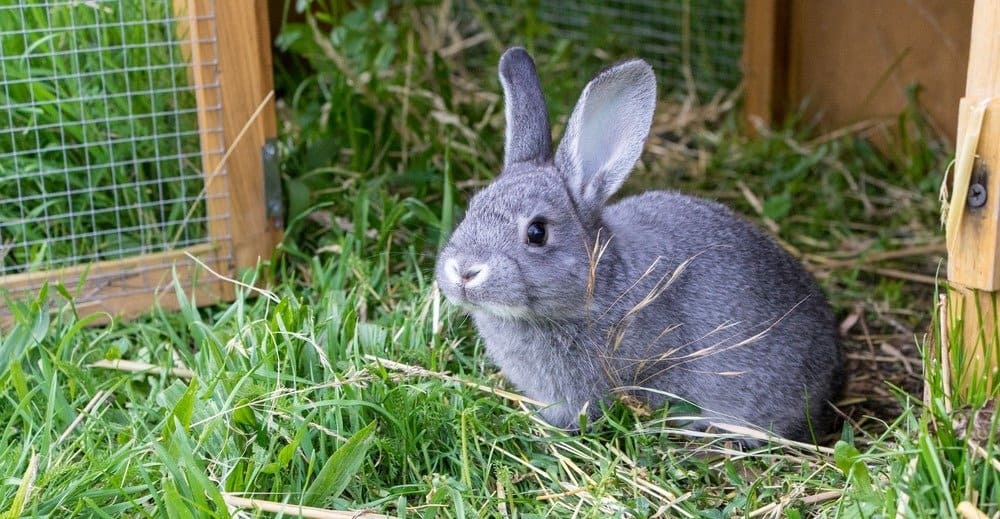 Quanto vivono i conigli?