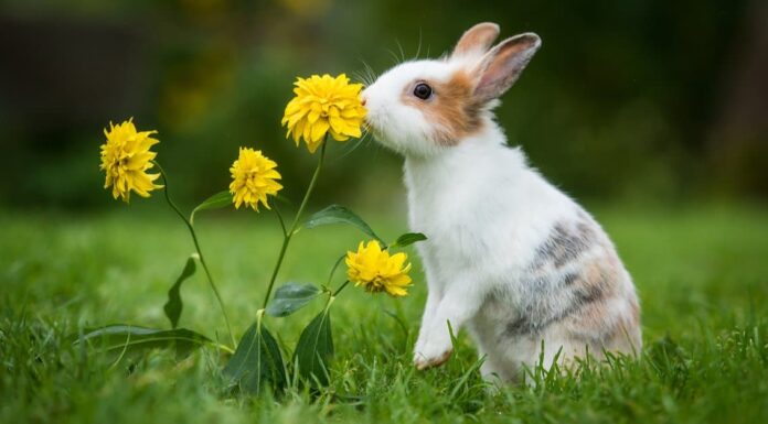 Durata della vita del coniglio: quanto tempo vivono i conigli?
