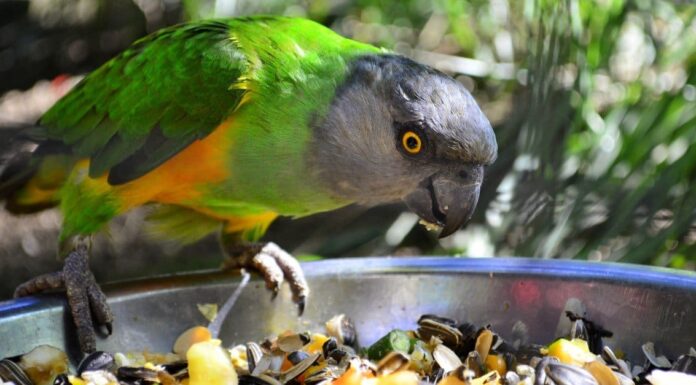  Cosa mangiano i pappagalli?  Oltre 50 cibi che amano
