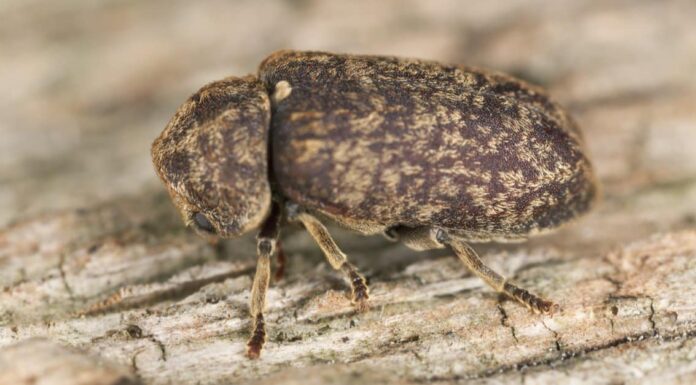 Identificazione dei coleotteri domestici: i tipi più comuni di coleotteri in casa
