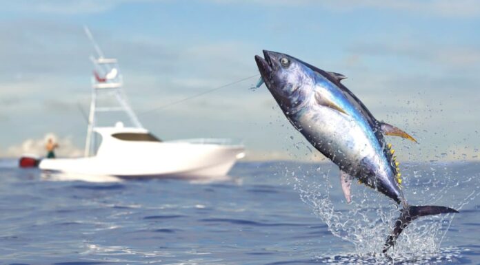 Fastest Sea Animal: Atlantic Bluefin Tuna