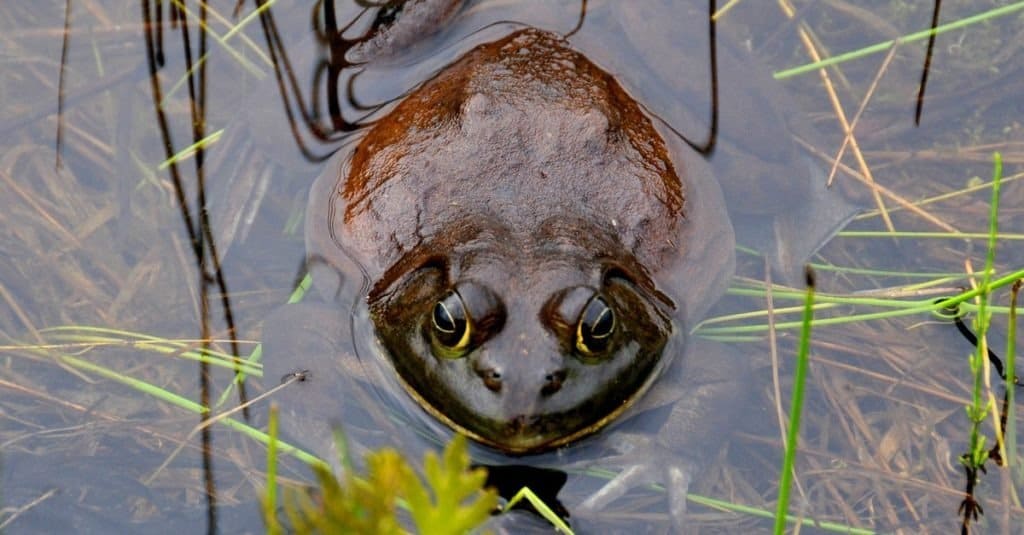 La rana golia, altrimenti nota come rana toro golia o rana scivolosa gigante (Conraua goliath)