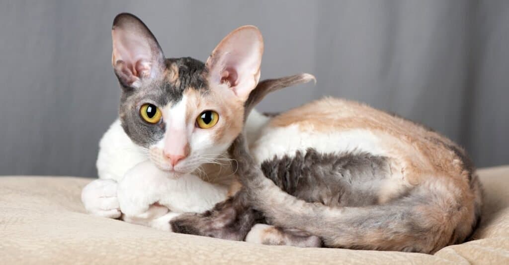 Gatti belli e più carini - Cornish Rex