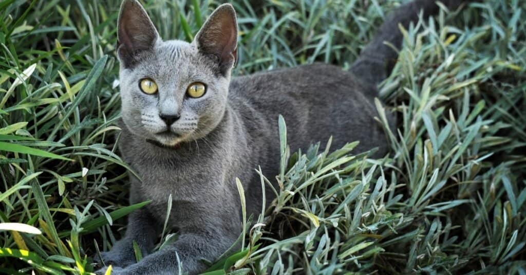 Gatti belli e più carini - Blu di Russia