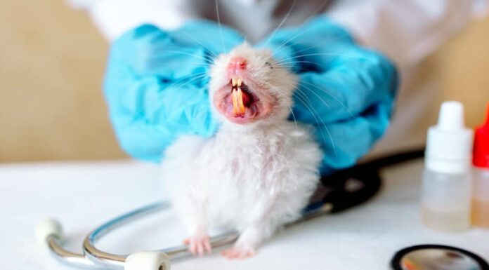 Hamster Teeth - Hamster Displaying Teeth