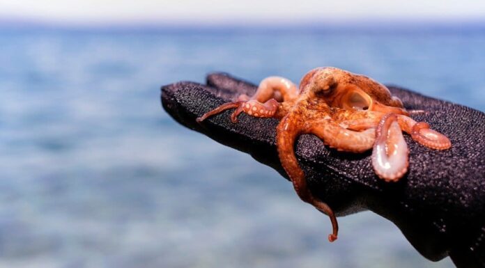 tiny baby octopus